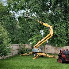 Best Tree Cabling and Bracing  in Ste Genevieve, MO